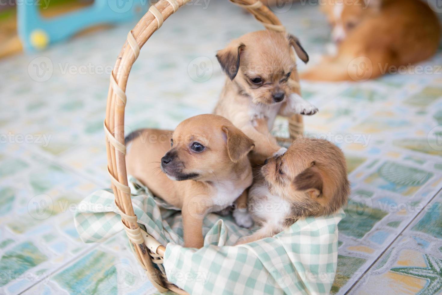 Close up chihuahua puppy dog playing photo