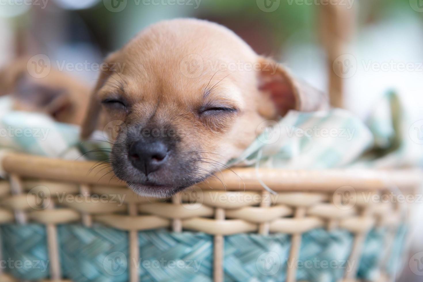 Close up chihuahua puppy dog sleeping photo