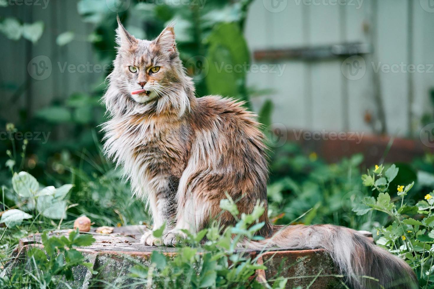Maine coon cat in garden plot photo