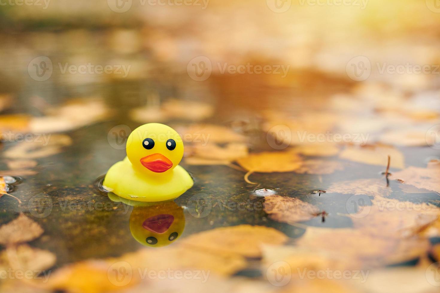 Autumn duck toy in puddle with leaves photo