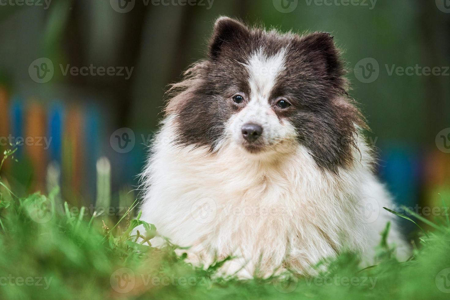 perro pomerania spitz en el jardín foto