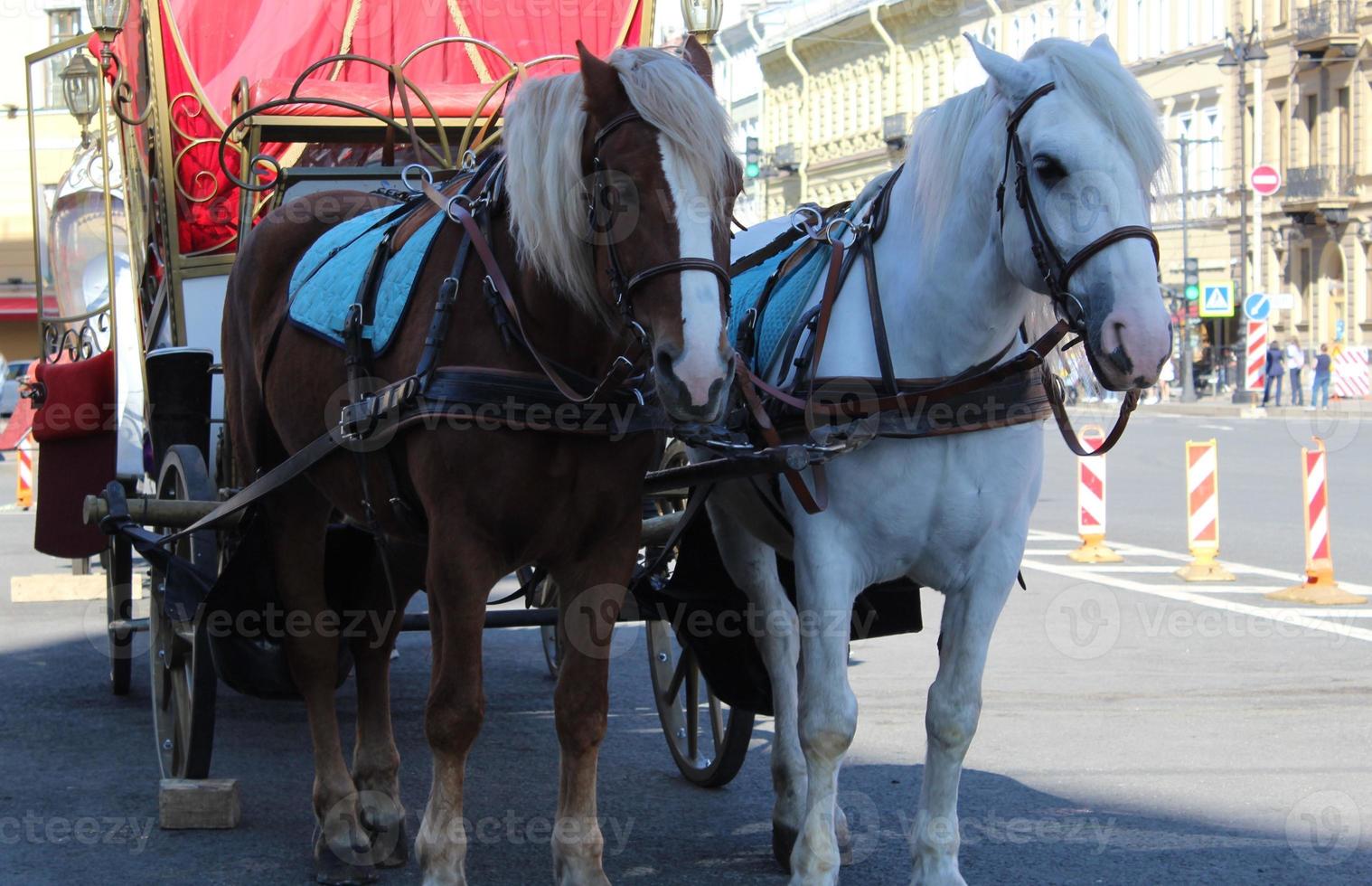 Side View of a Carriage Pulled by Horses for tourists. photo