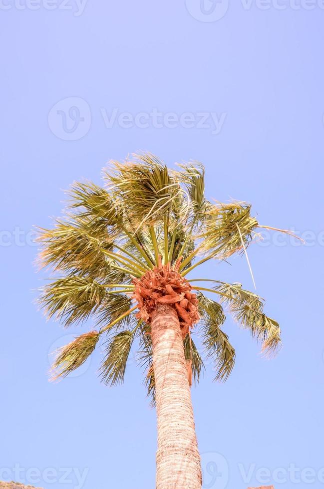Palm tree view photo