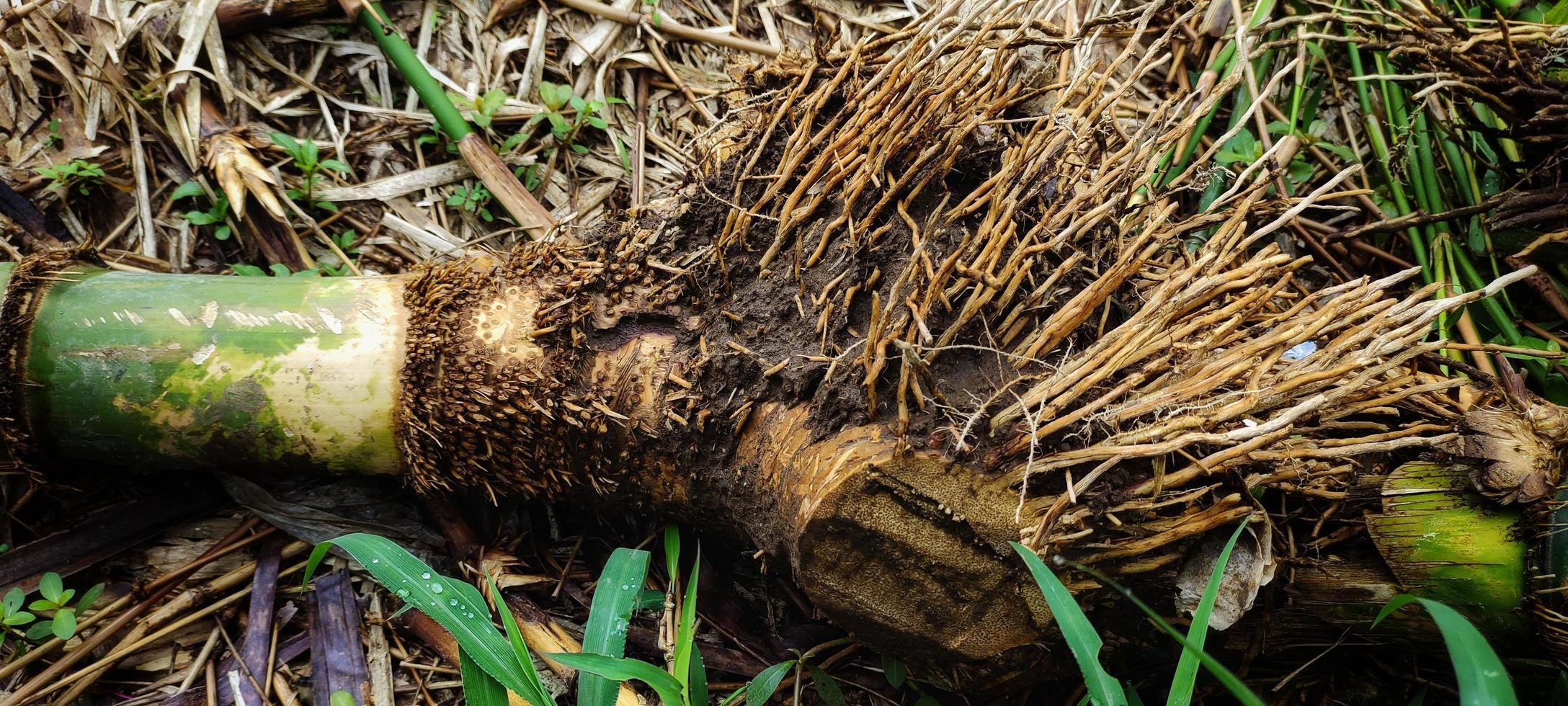Bamboo roots are of the fibrous root type. 18785714 Stock Photo at Vecteezy