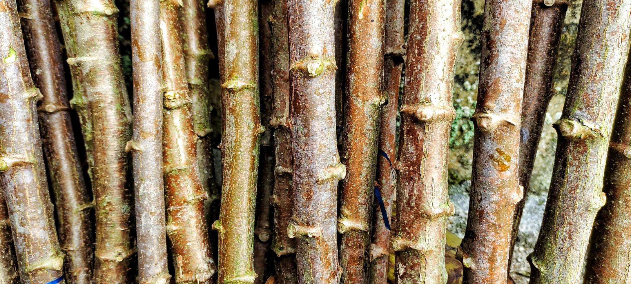 troncos de árboles de yuca o manihot esculenta, listos para ser plantados en la huerta. foto