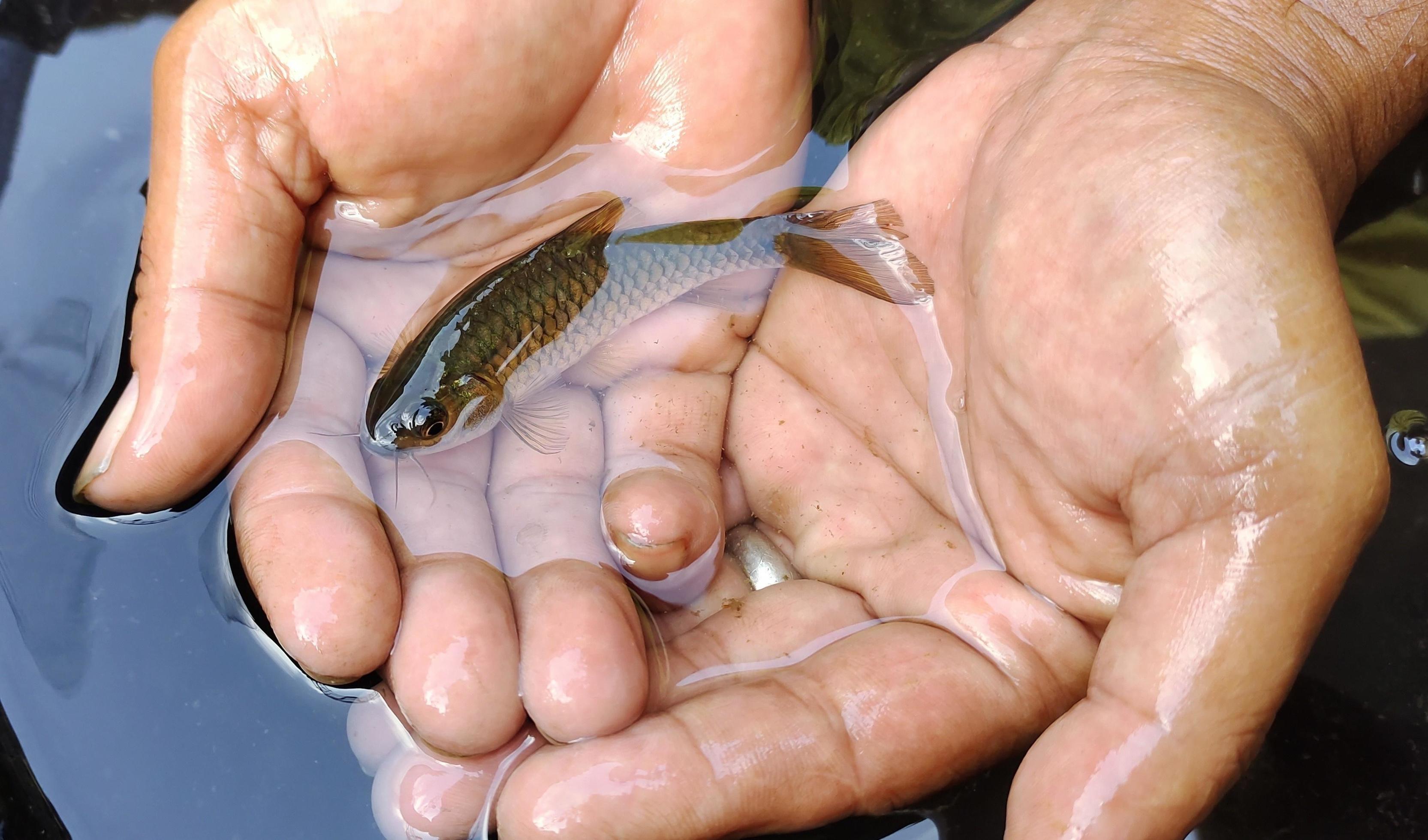 Ikan wader. Man holding Puntius fish, is a genus of small fish