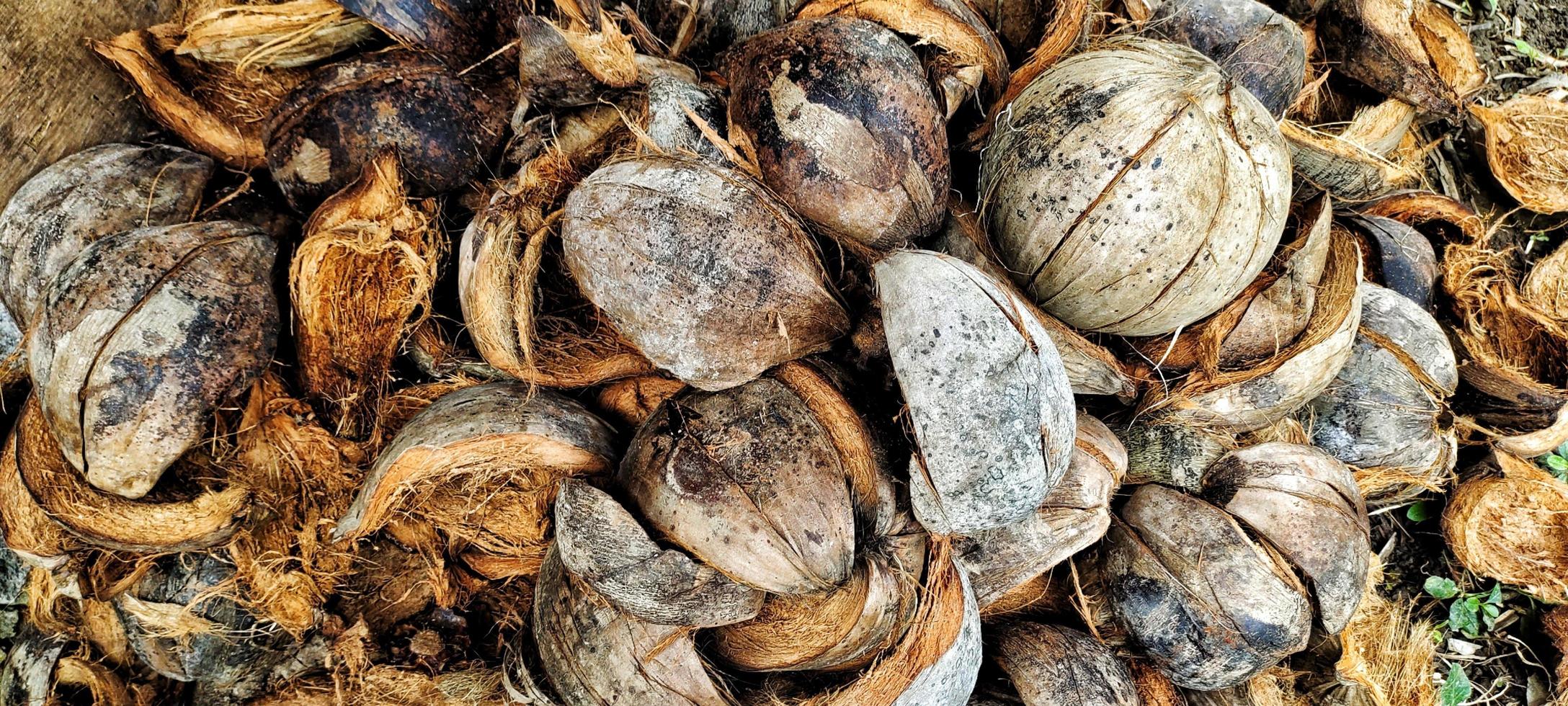 Pile of dry coconut or cocos nucifera shells, top view. photo