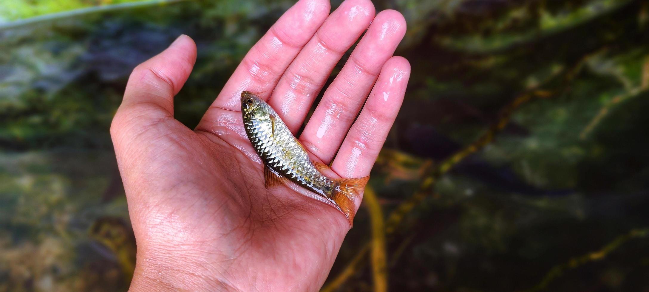 Ikan wader, are small fish that are often found in tropical Asian rivers. photo