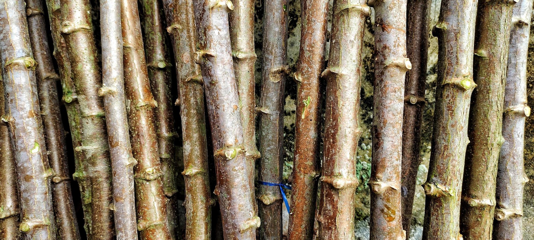Cassava tree trunk or manihot esculenta photo