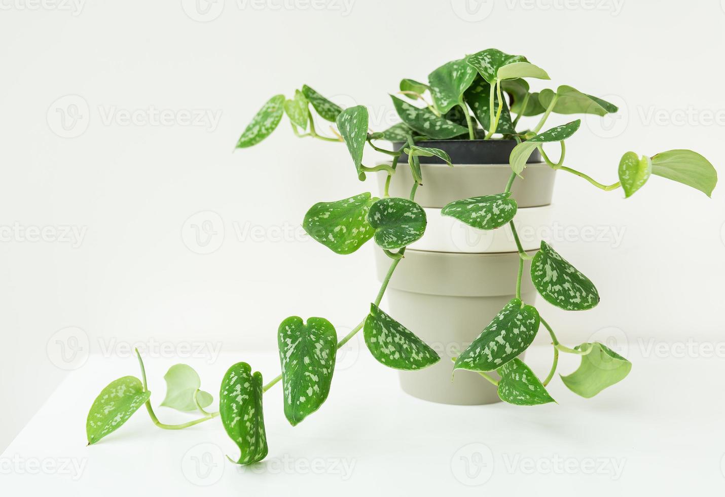 enredadera verde, maceta de tejer muy hermosa epipremnum, scindapsus. plantas complementarias para un clima interior saludable y diseño de interiores. foto