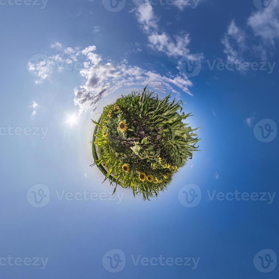 little planet transformation of spherical panorama 360 degrees. Spherical abstract aerial view on sunflowers field with awesome beautiful clouds and big flower in centre. Curvature of space. photo