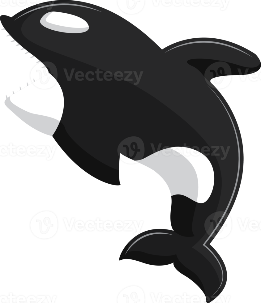 jumping orca graphic illustration png