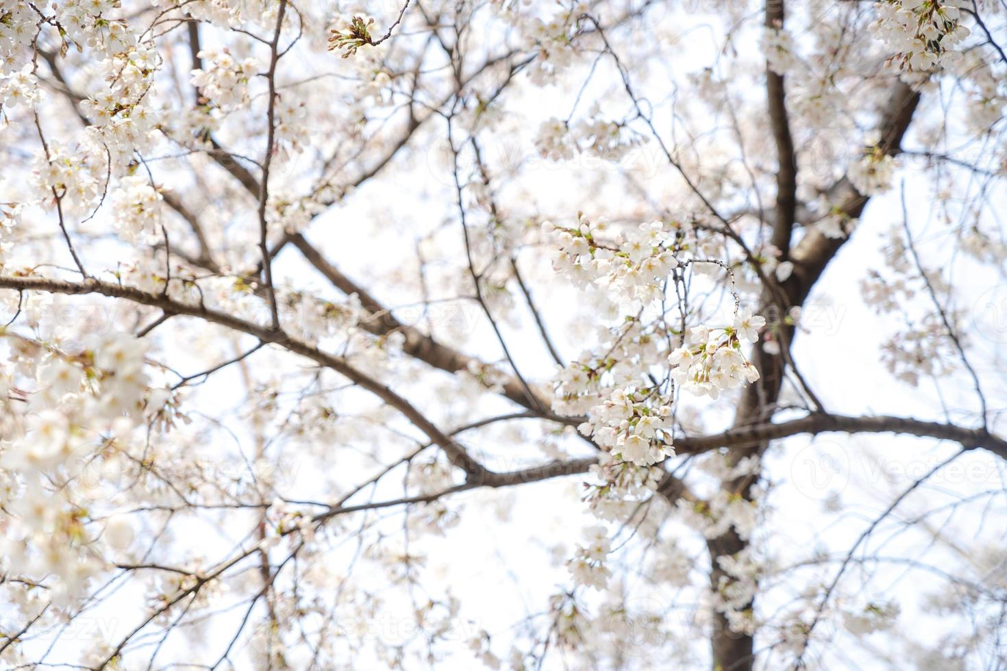 Cherry Blossom Landscape in Korea photo