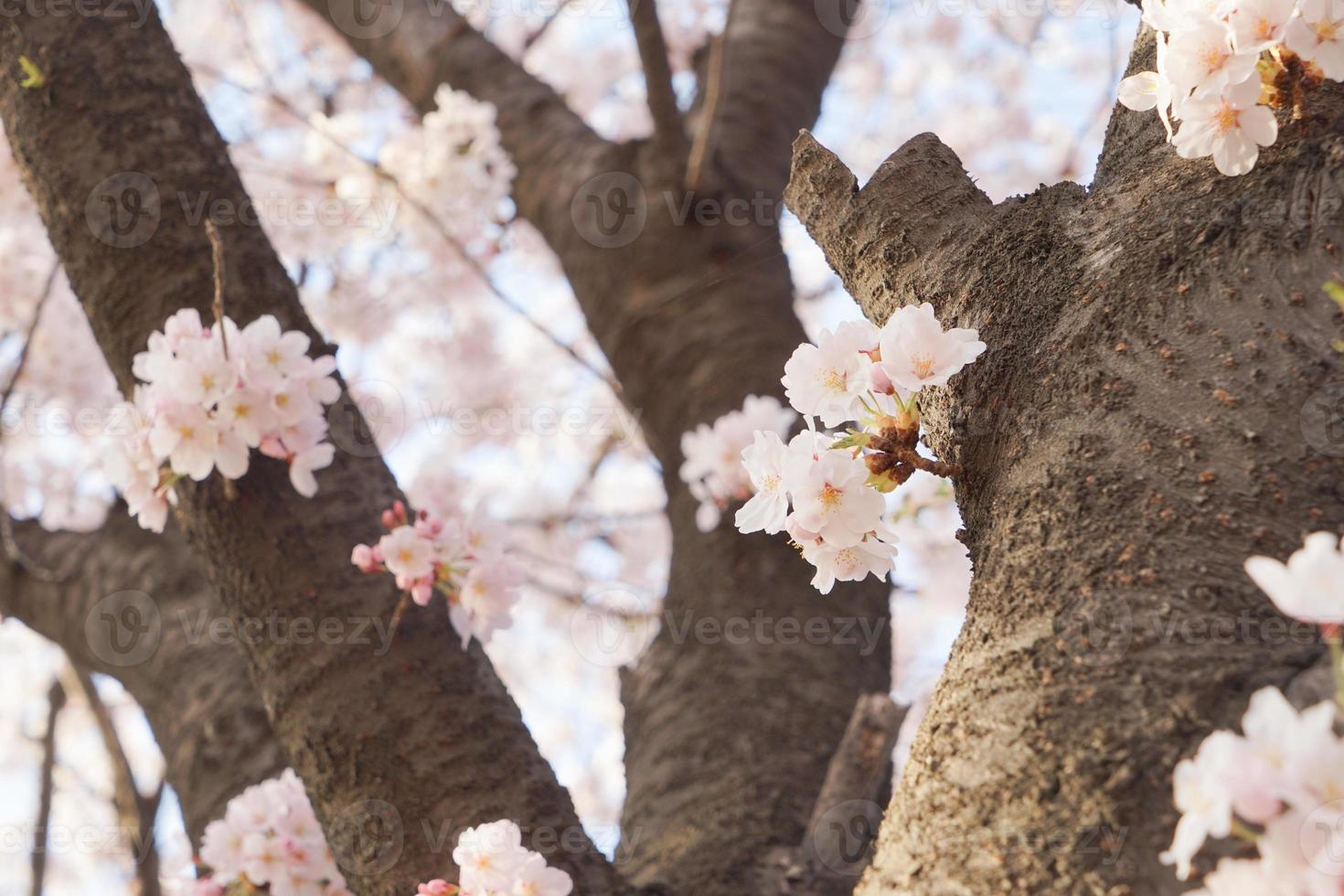 Cherry Blossom Landscape in Korea photo