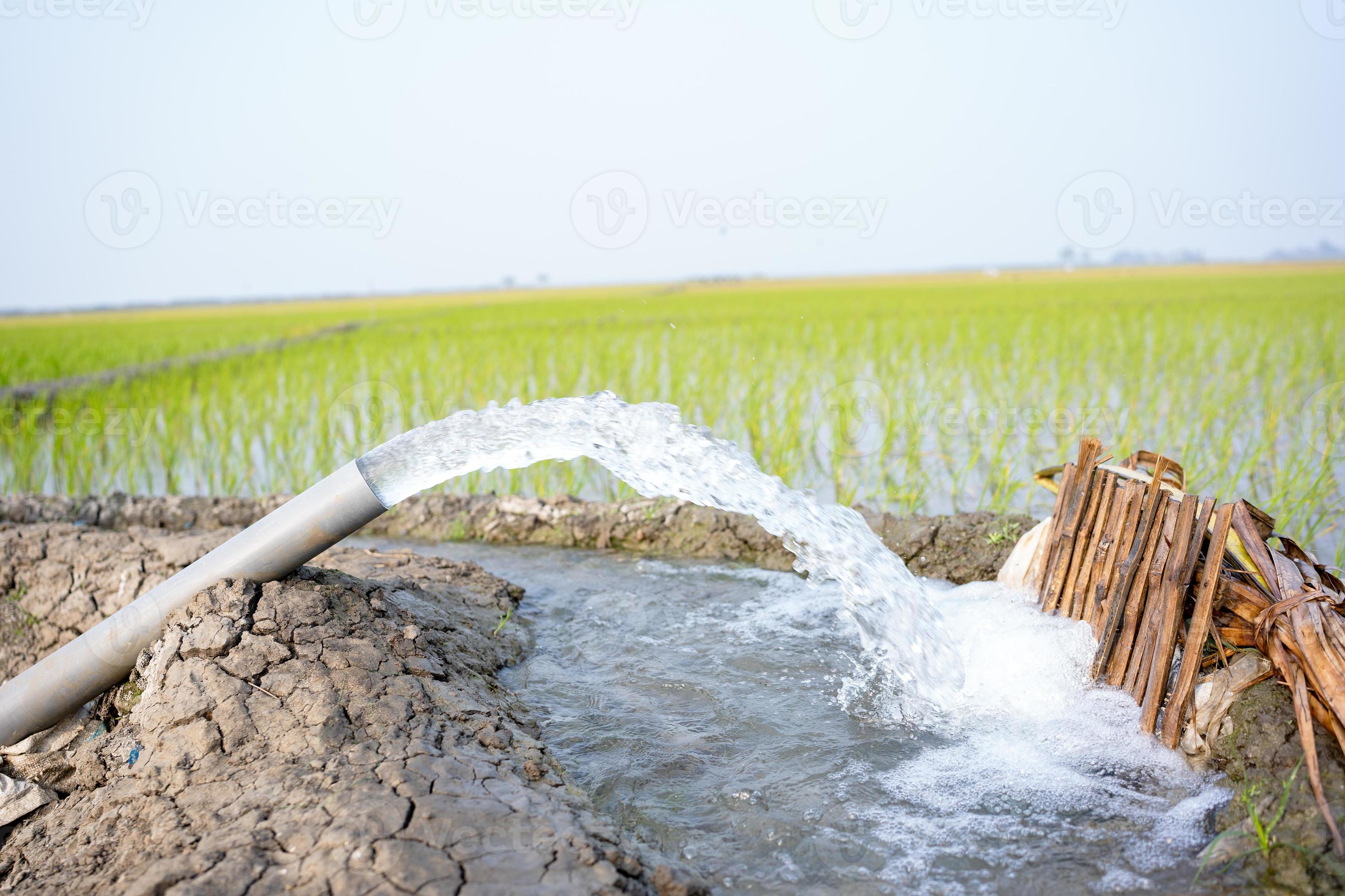 Irrigation of rice fields using pump wells with the technique of
