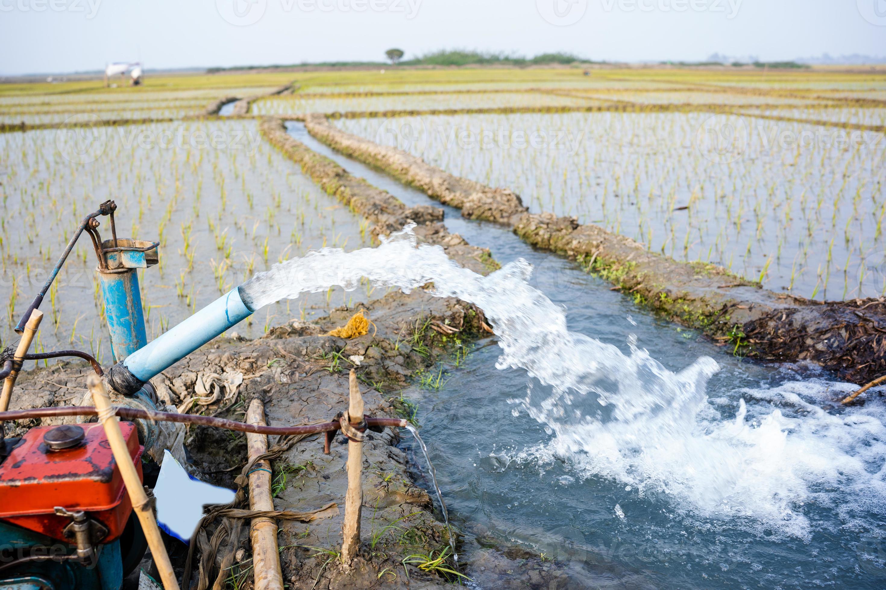Irrigation of rice fields using pump wells with the technique of