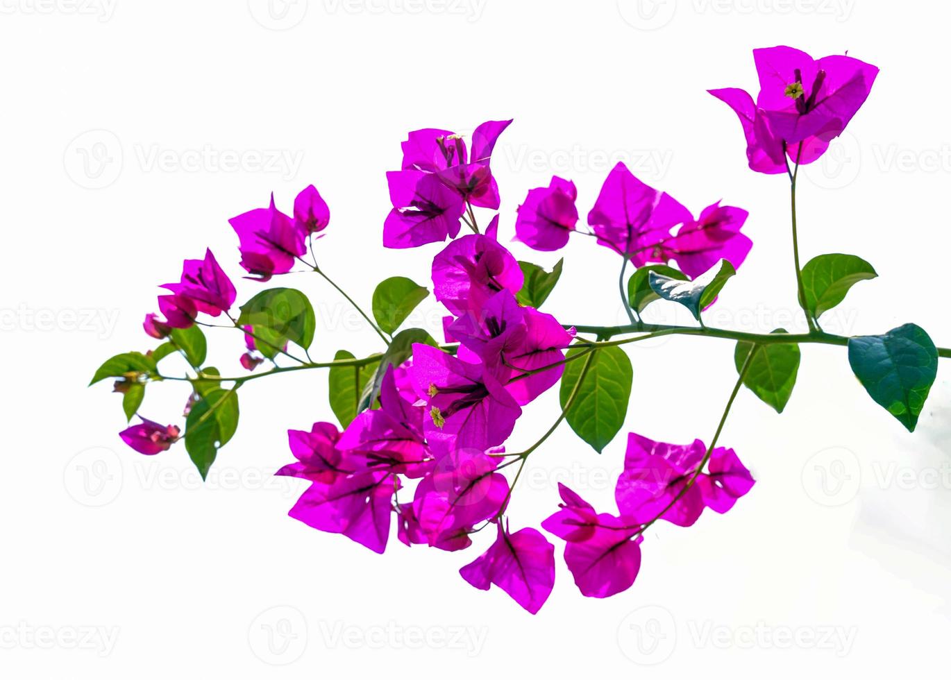 Bougainvillea has decorative leaves that look like a heart-shaped or oval shape, with many colors such as purple, red, pink, orange, blue, yellow, a bouquet of flowers. photo