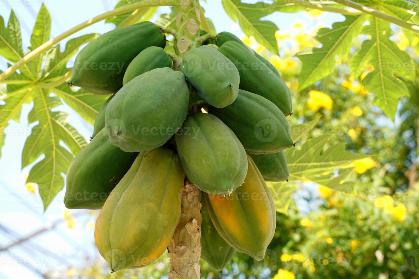 The papaya tree is in full bloom with both unripe and ripe fruit. Thai people often use the raw fruit to make papaya salad. Ripe fruits are eaten fresh, which provide many nutrients. photo