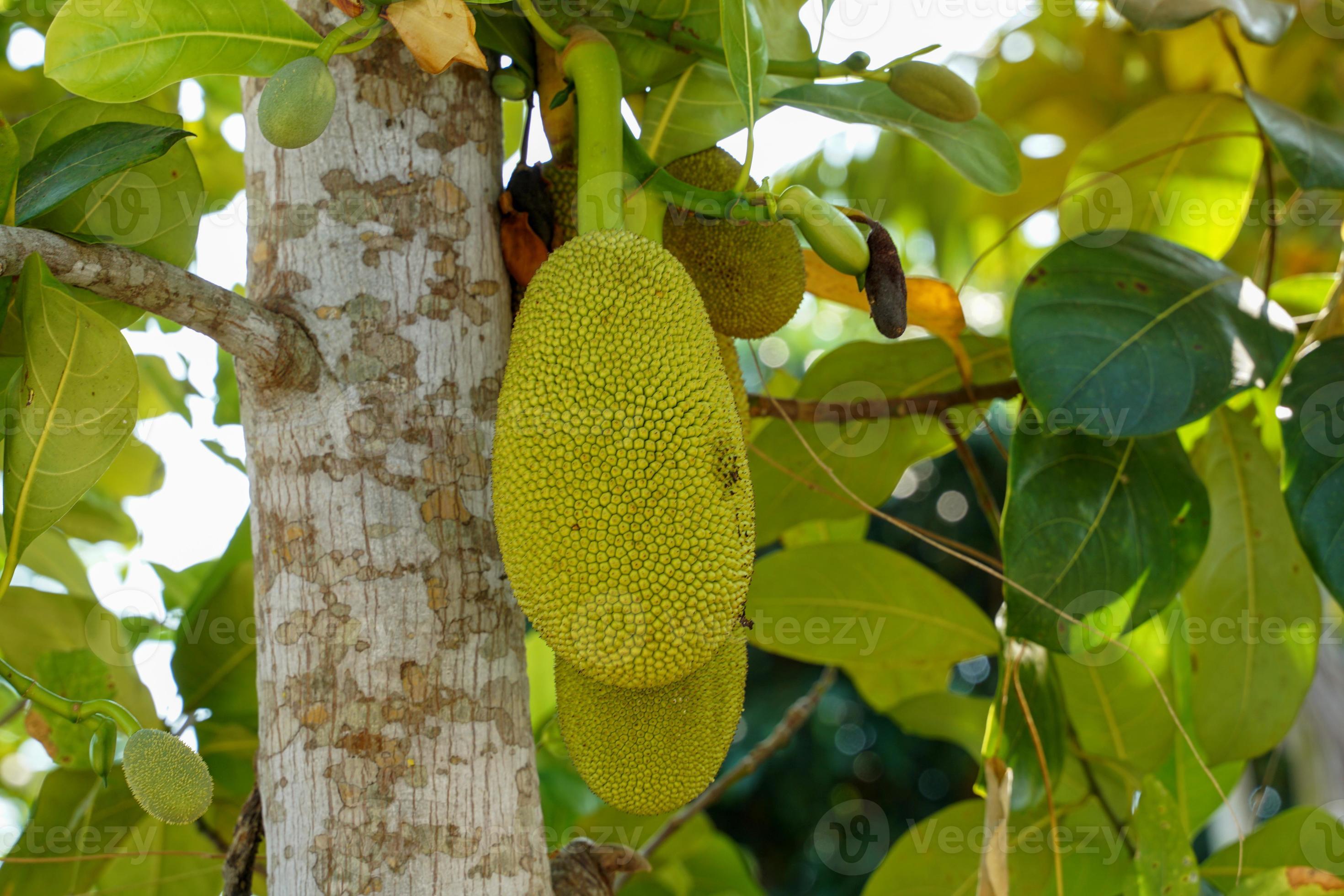 Jackfruit is a perennial plant. The trunk and branches when wounded have thick white latex. The