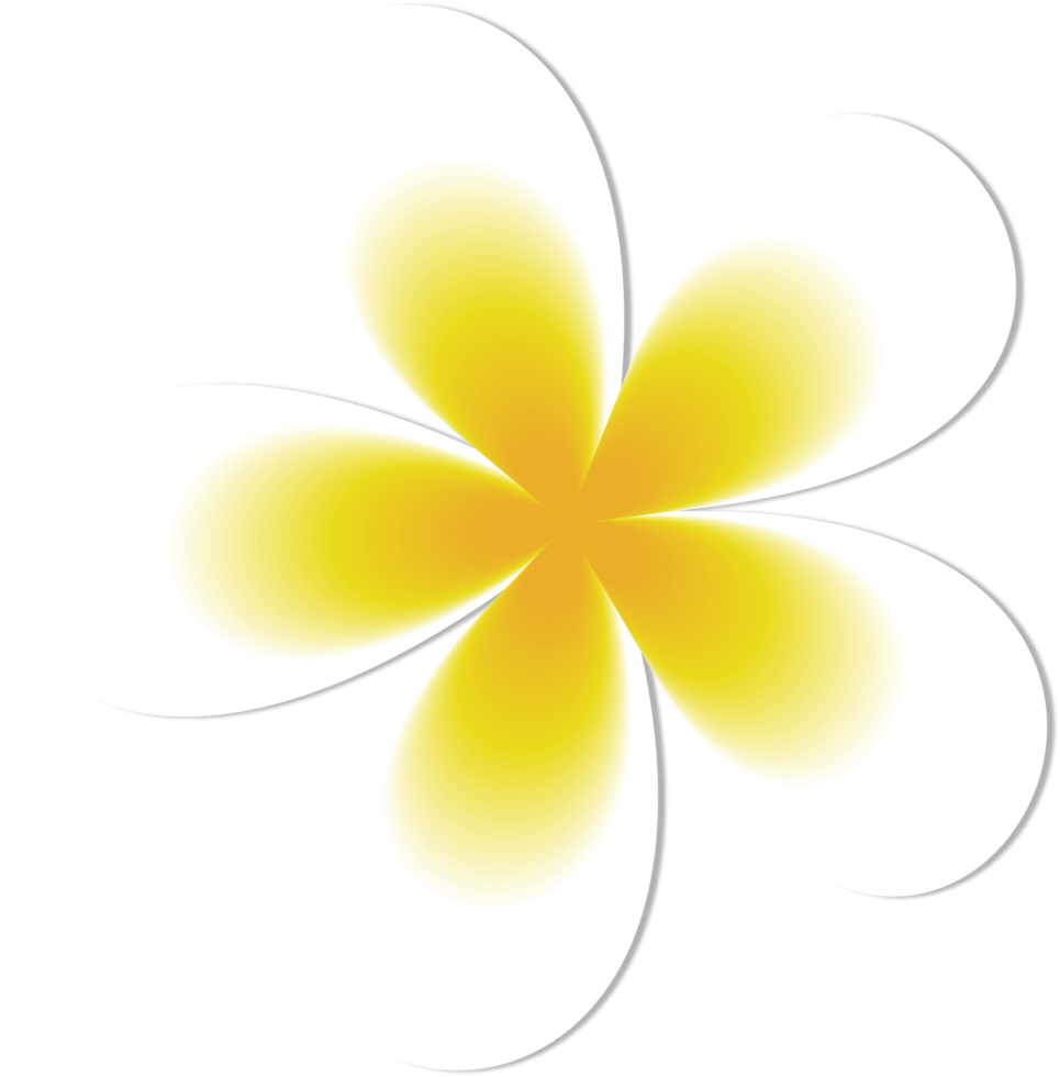 white and yellow frangipani flowers png