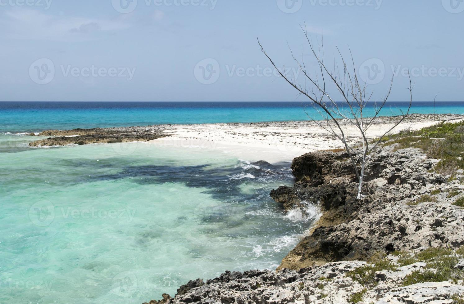 Half Moon Cay Island Beach With A Dry Tree photo