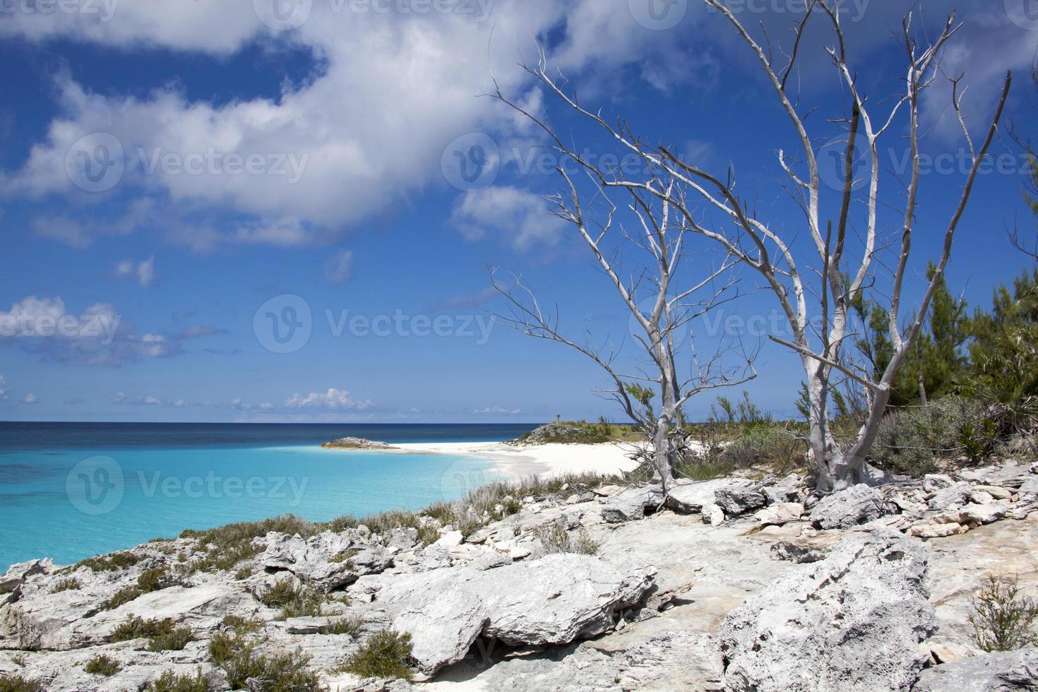 Half Moon Cay Dry Island Trees And The Beach photo