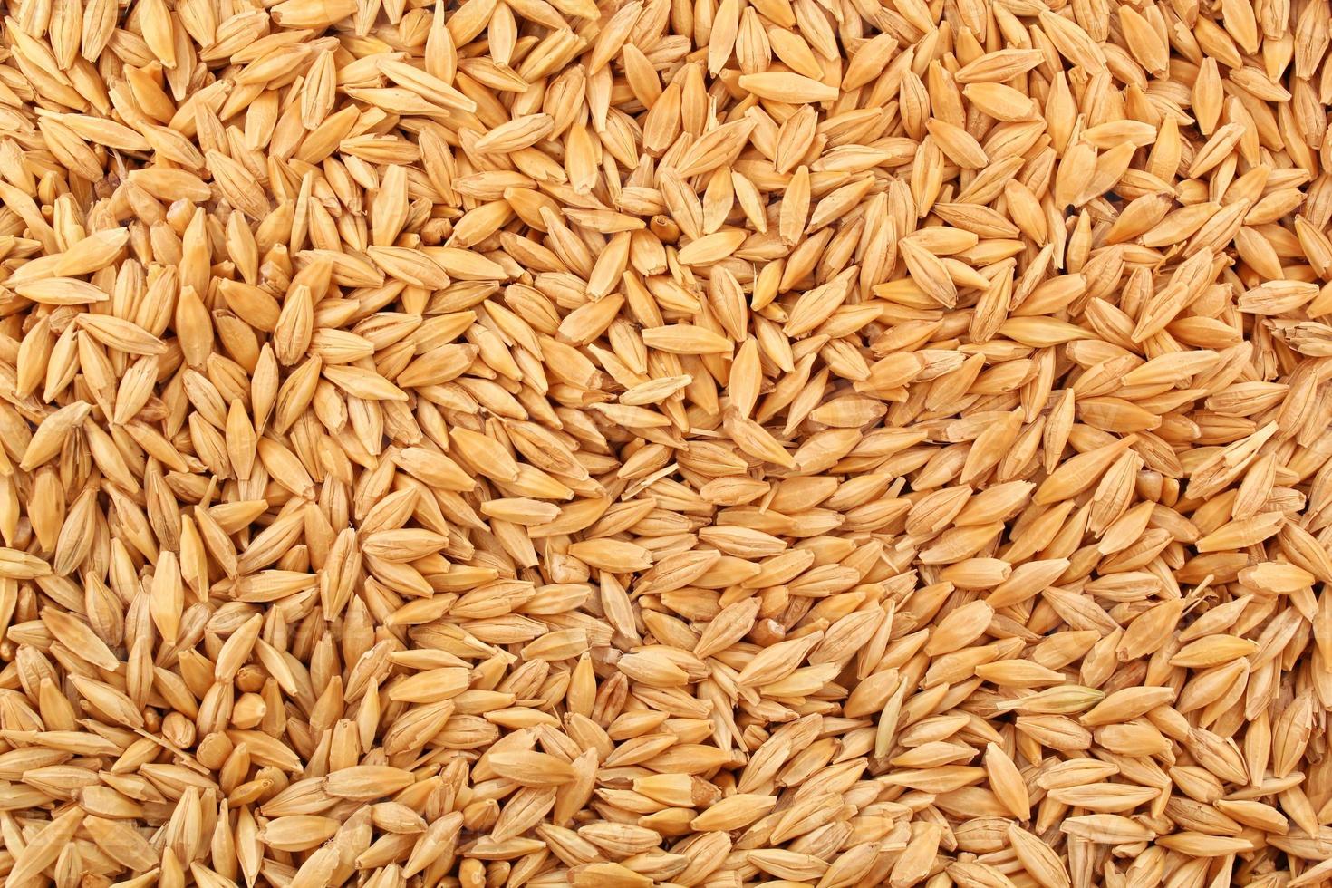 Whole golden wheat grain kernels background. Harvesting season concept. Textured design effect. Rural farm scene. Agricultural organic backdrop. Close up, top view photo