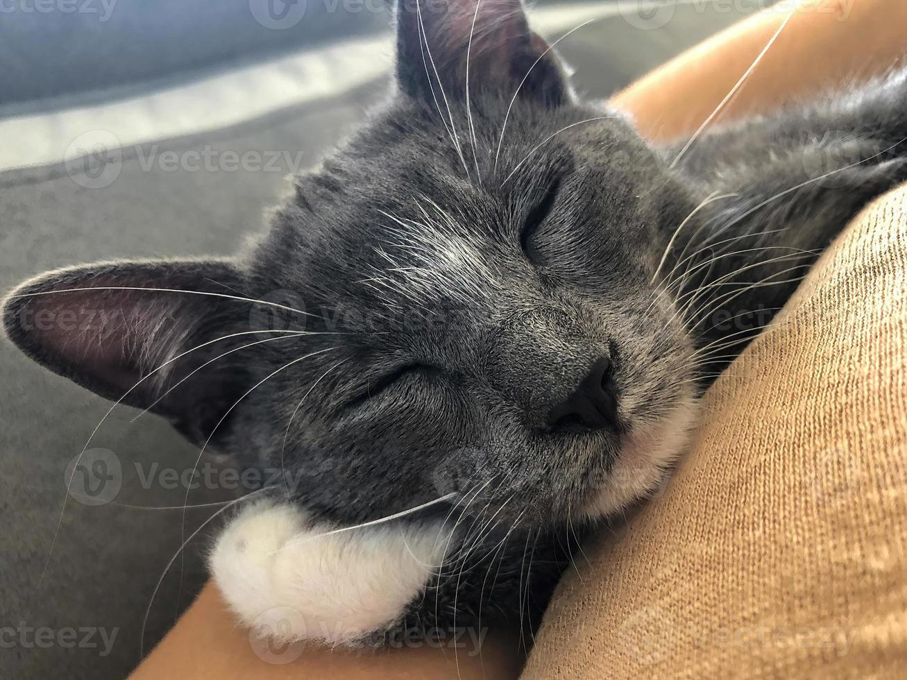 Gray cat sleeping peacefully, it is a close-up of the pet's face. photo