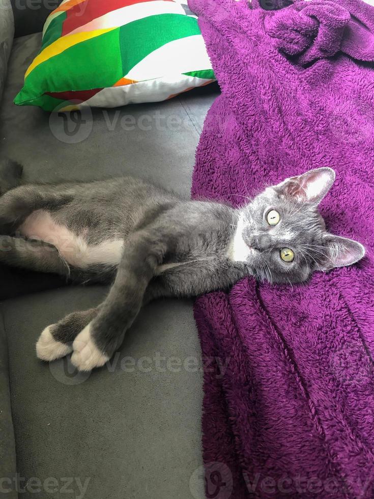 Gray and white cat looking at the camera. The cat is with its paws facing upwards. It has a very tender look. It has a violet blanket photo