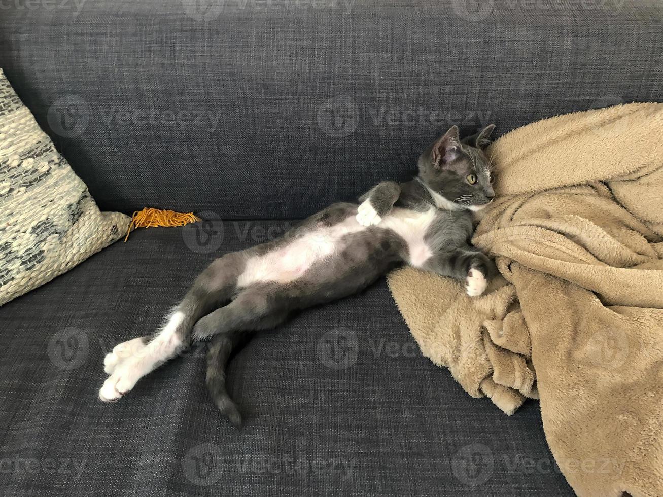 gatito doméstico acostado en un sofá con las piernas hacia arriba mirando hacia la derecha. foto