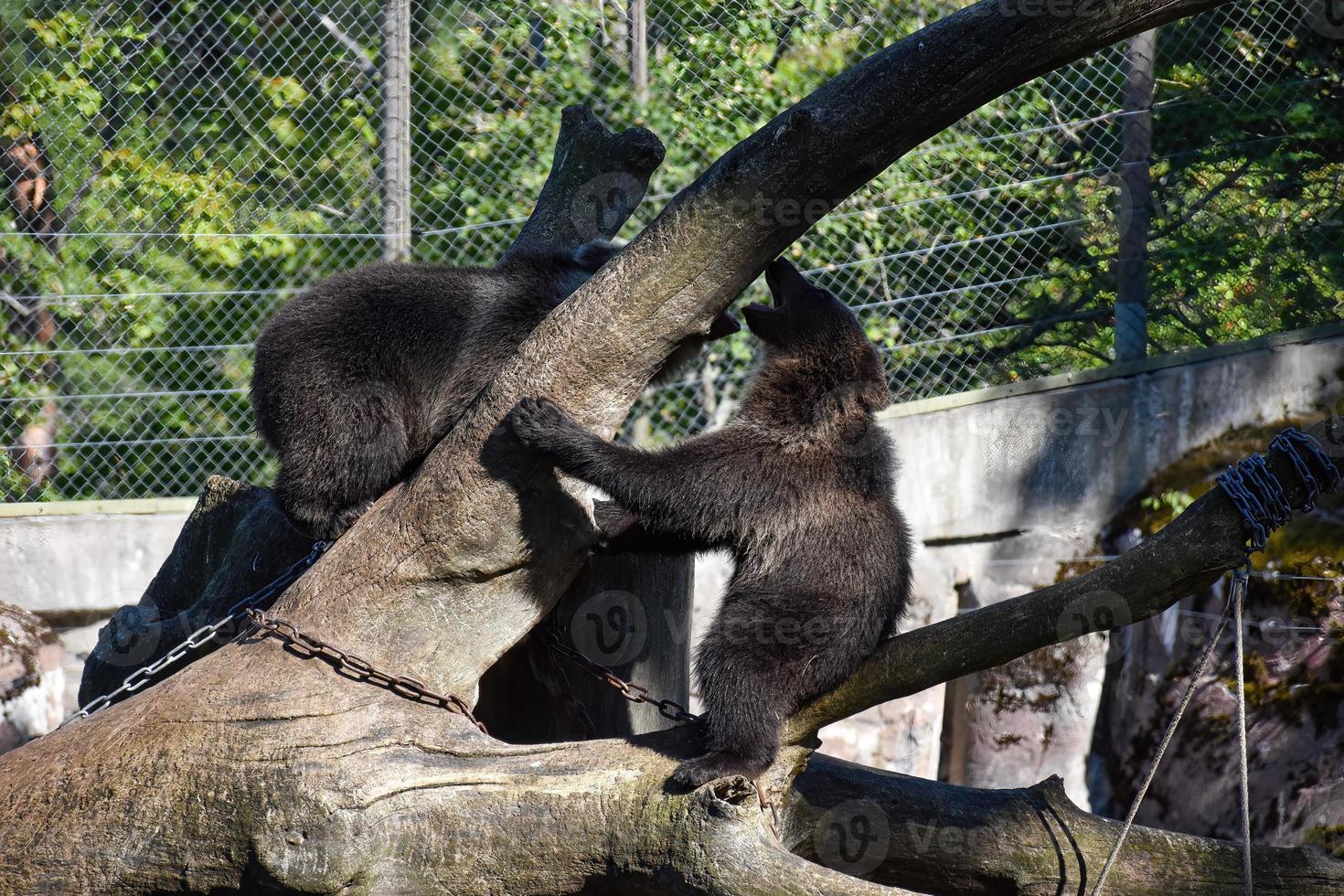 A pair of brown bears having fun in a nature reserve. They are on a large wooden log photo