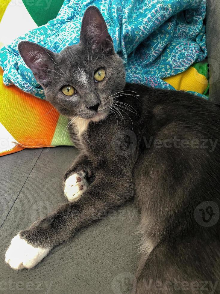 Domestic kitten looking at the camera, the cat is gray with white spots. He is on a sofa. photo