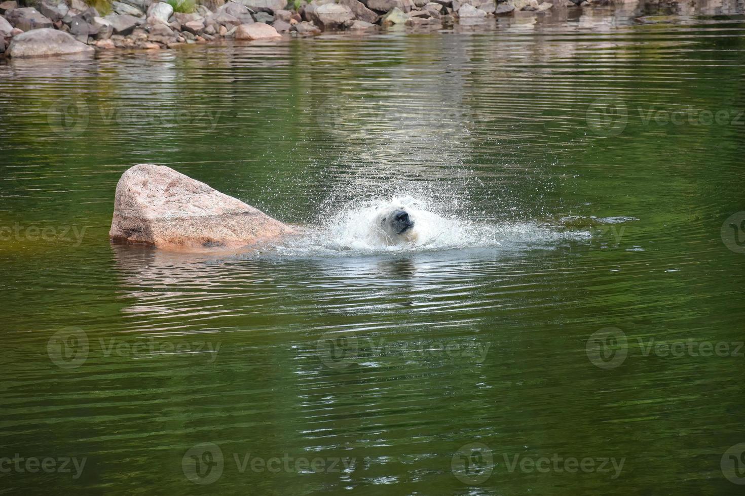 Funny Polar bear bathing in a river. The bear splashes everything around. photo