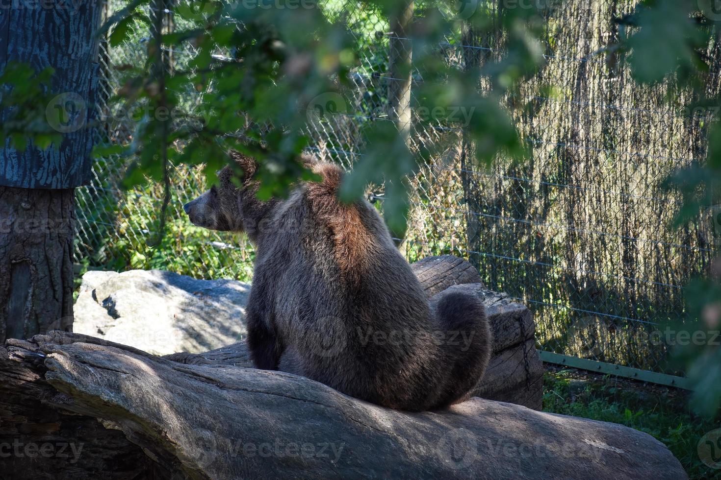 Brown bear sitting on a fallen tree looking to the left. It is in a natural environment photo