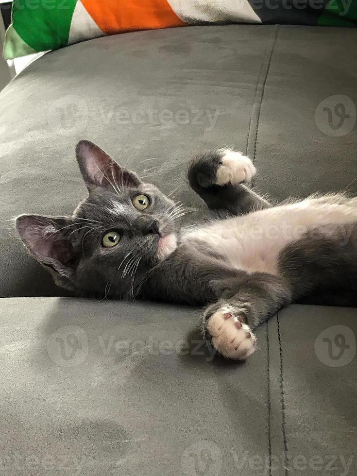 Beautiful gray kitten with white spots, his look is tender. The feline is with his body upwards photo