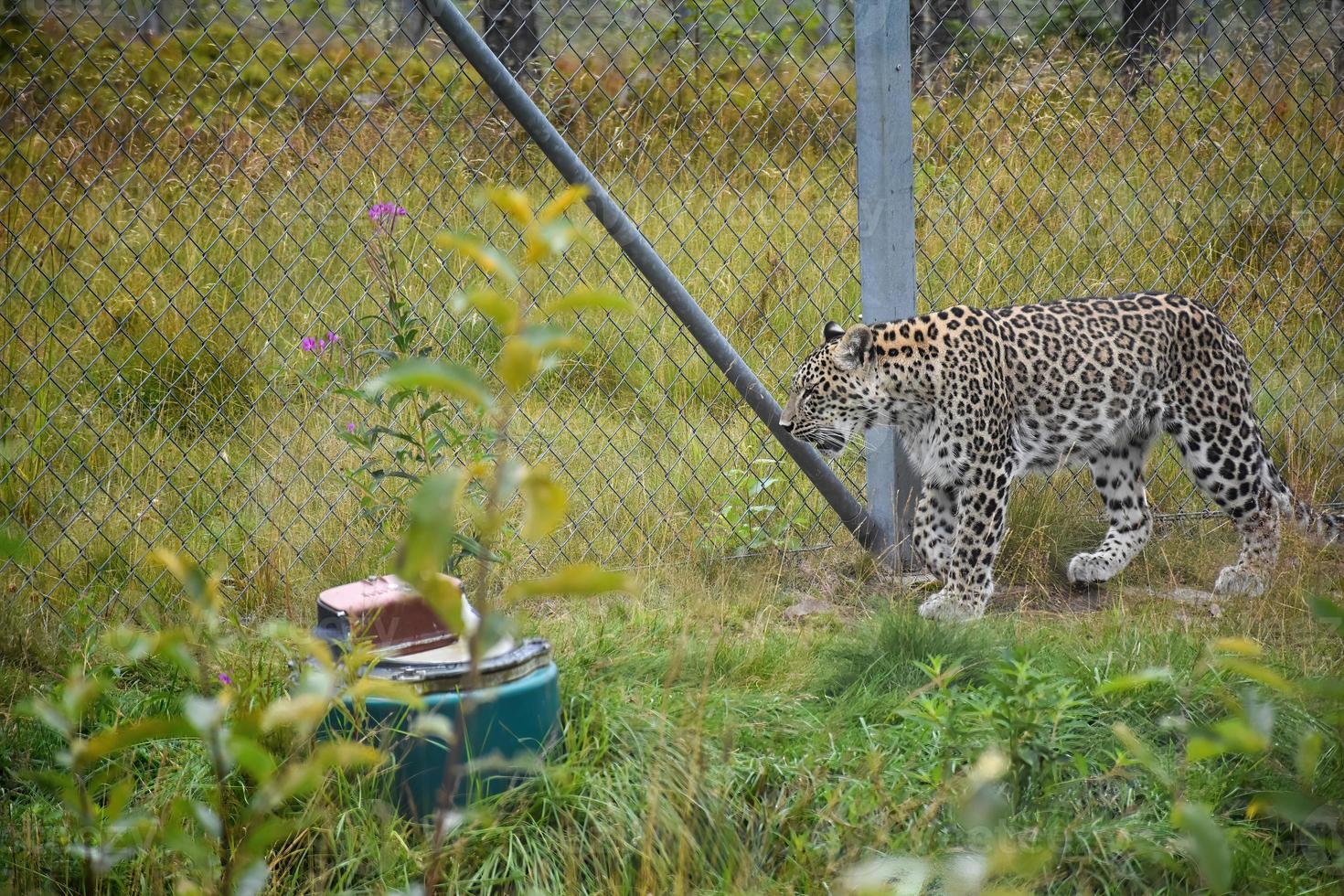 leopardo en una reserva natural. se mantiene en una jaula para su seguridad. reserva natural parque zoológico de rostovskiy. foto