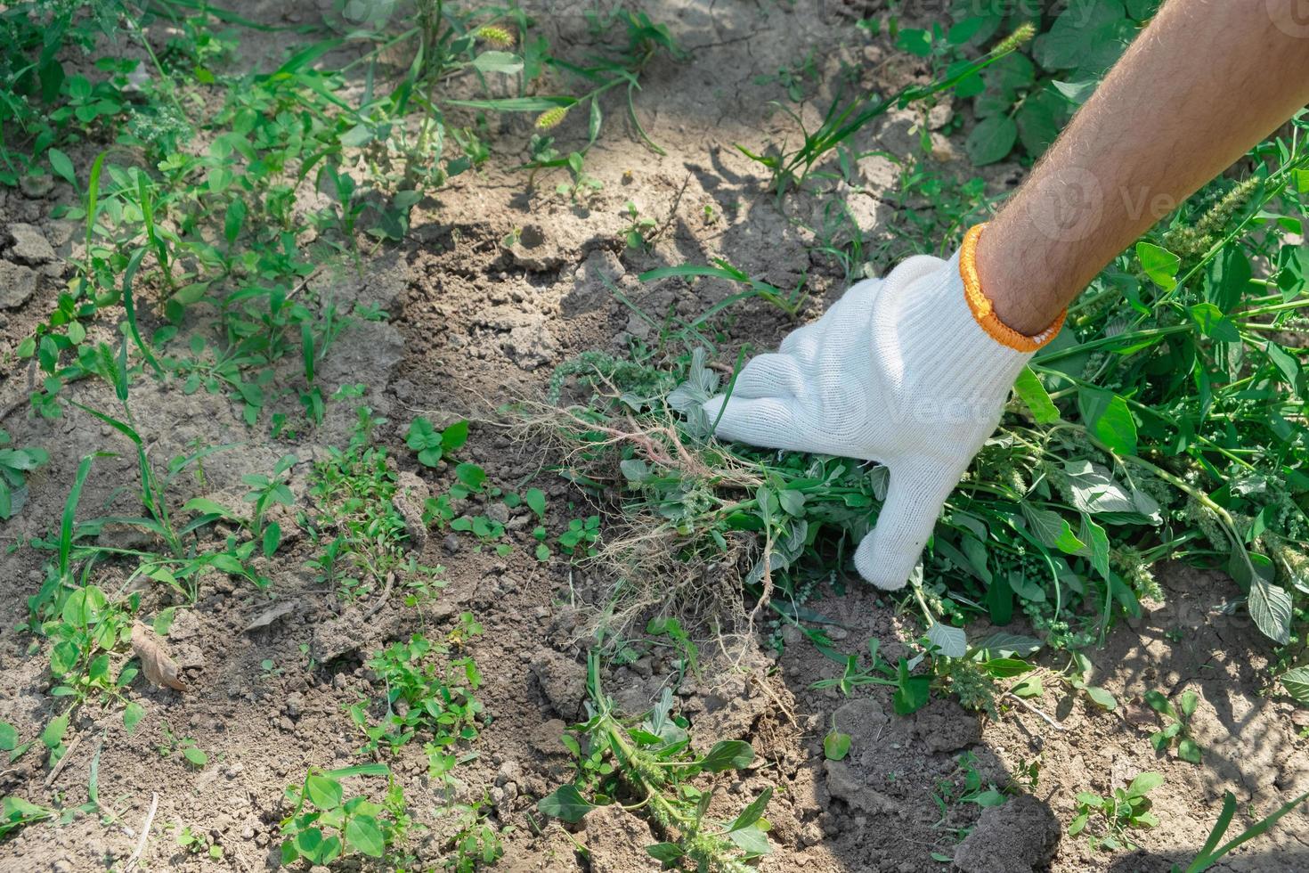 A hand removes weeds in the garden. Gardening concept. photo