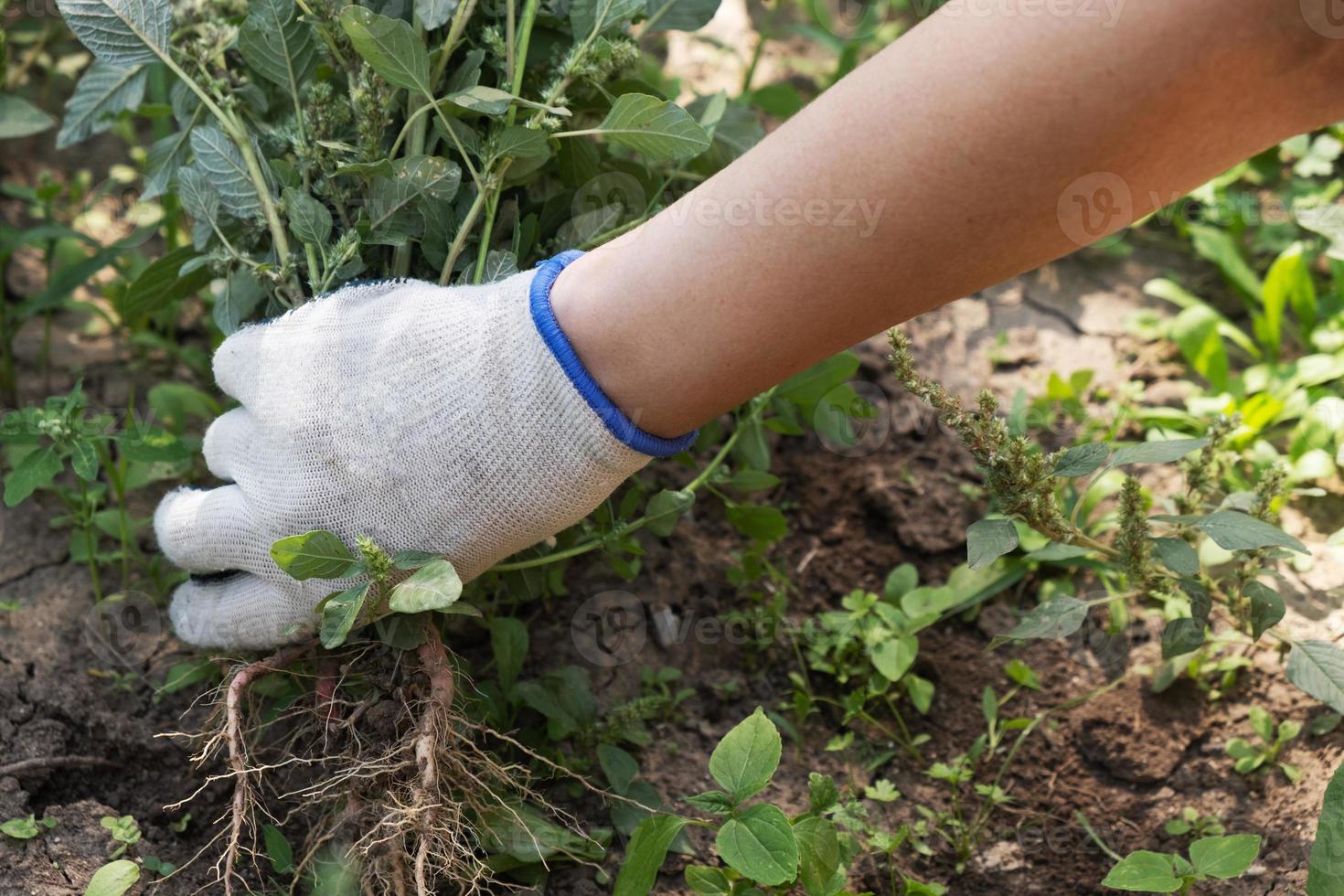 A hand removes weeds in the garden. Gardening concept. photo