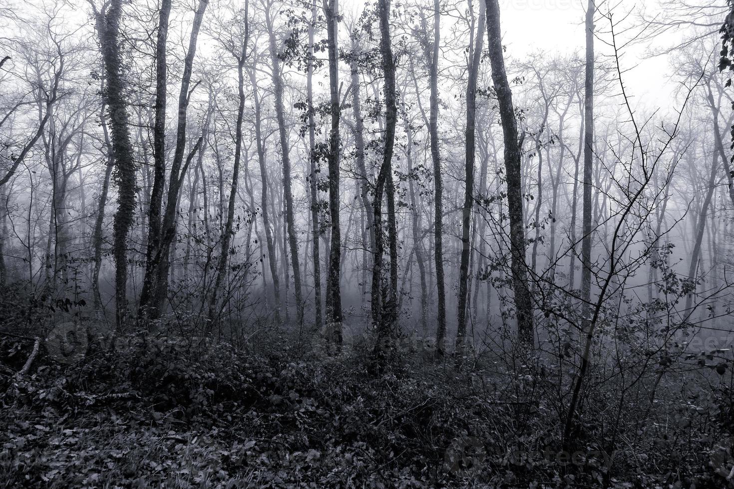 Scary dark forest photo