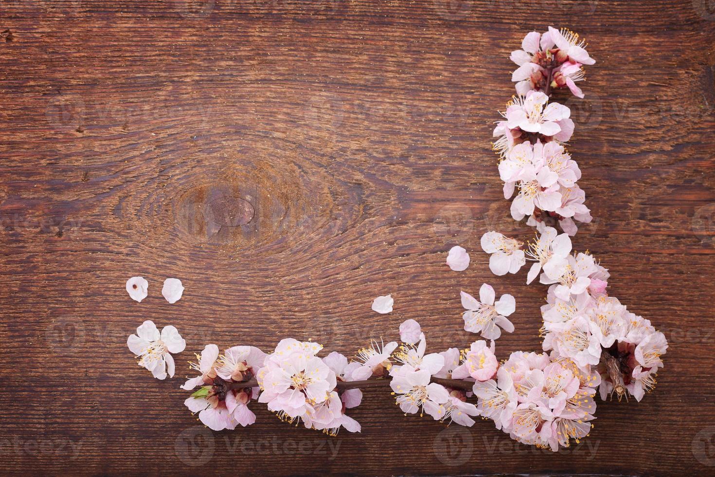 frame with flowering branches on wooden board photo