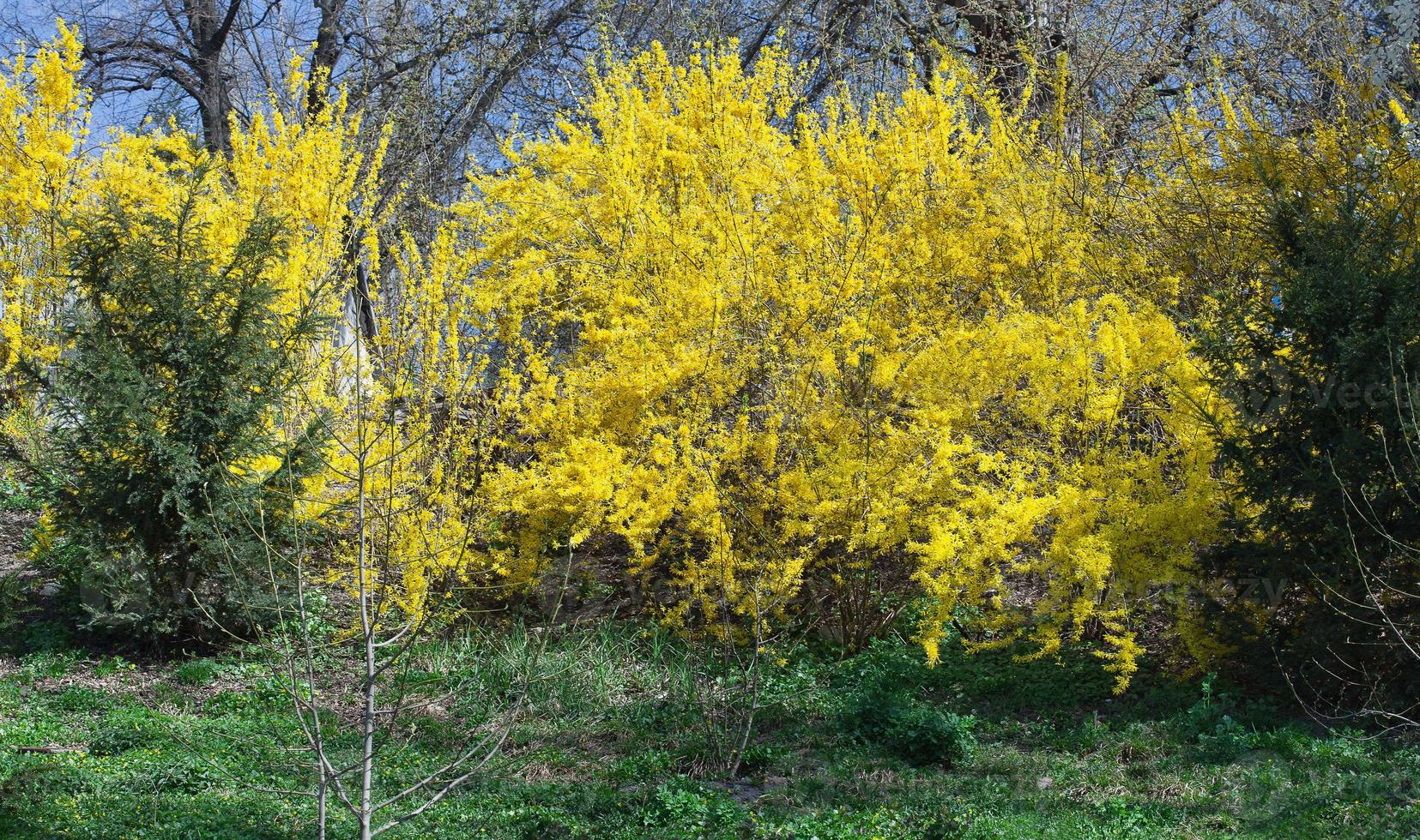 Blooming yellow flowers of the tree in early spring. Spring branches of a flowering tree on a sunny day photo