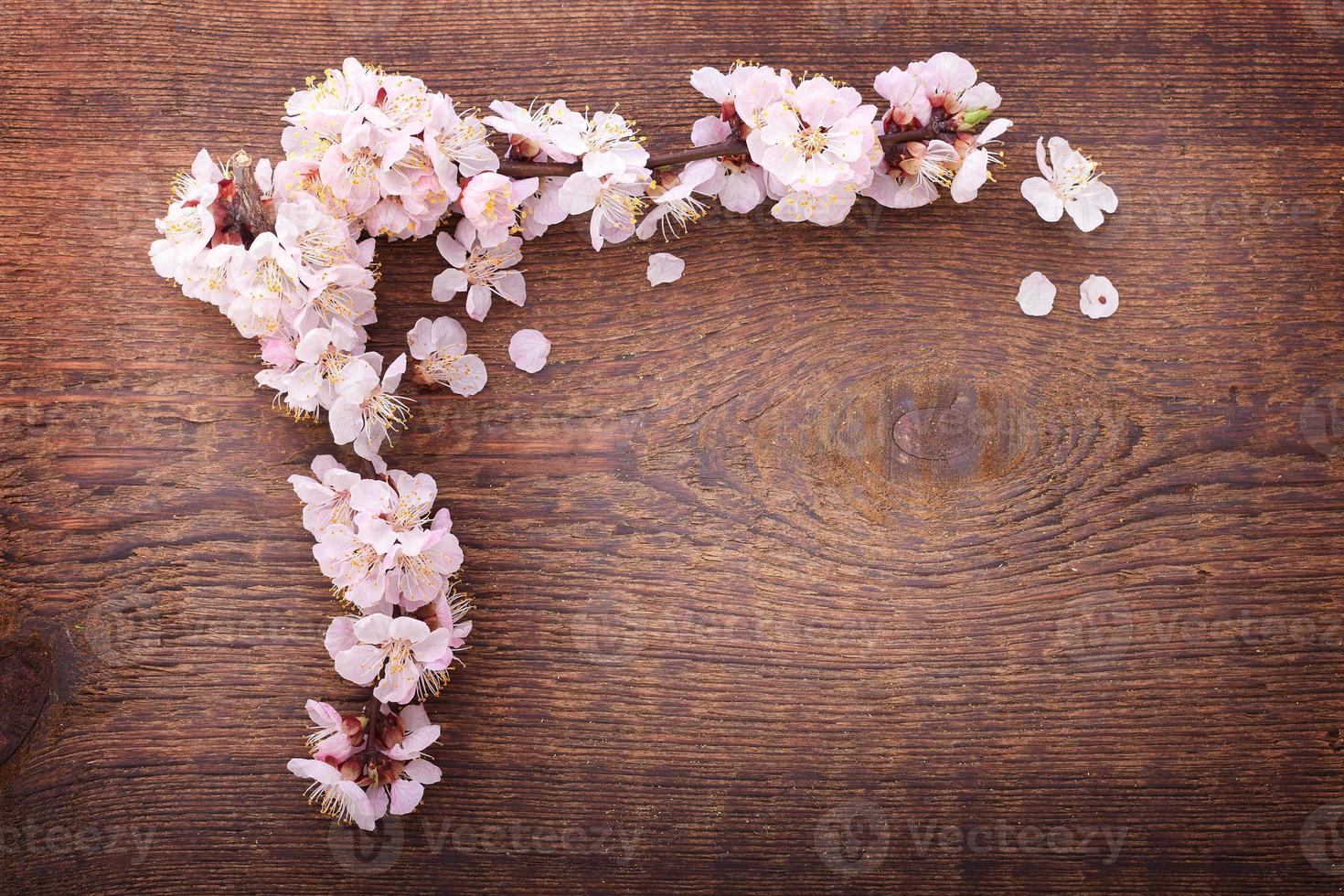 frame with flowering branches on wooden board photo