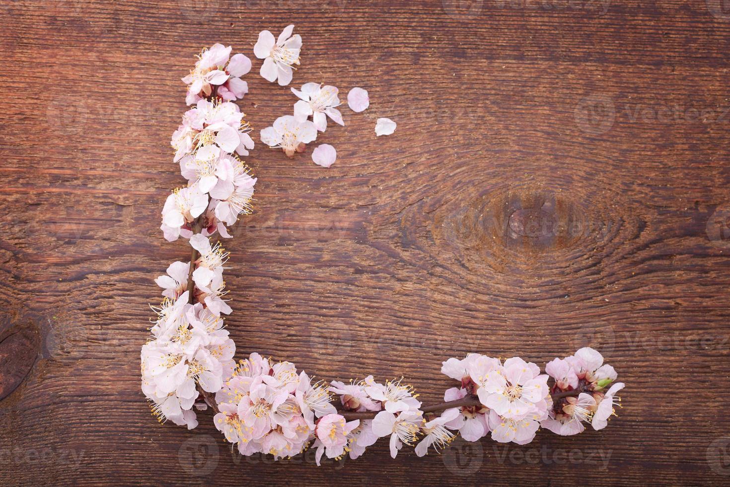 frame with flowering branches on wooden board photo