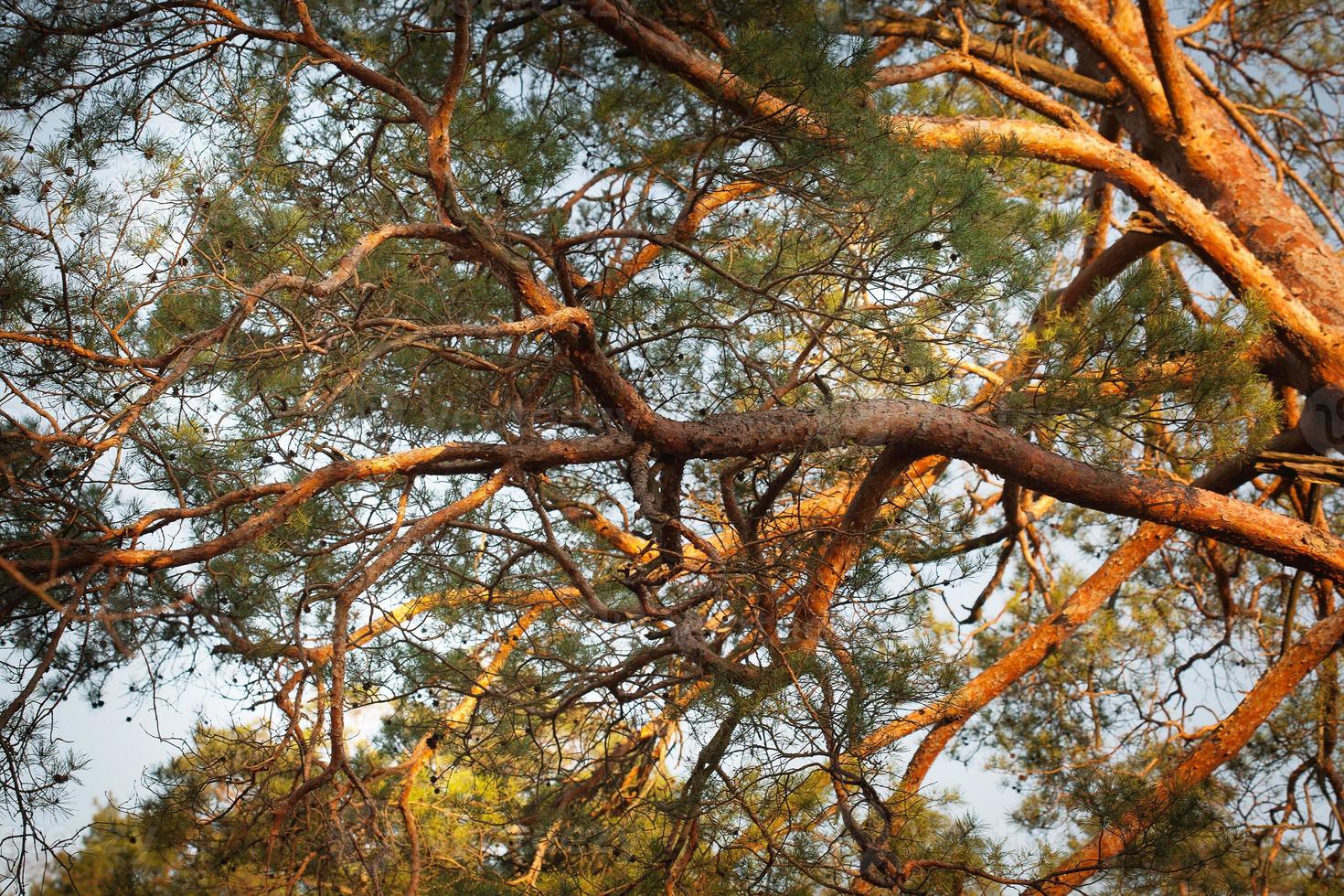 Crown of a pine tree, top of a pine tree photo