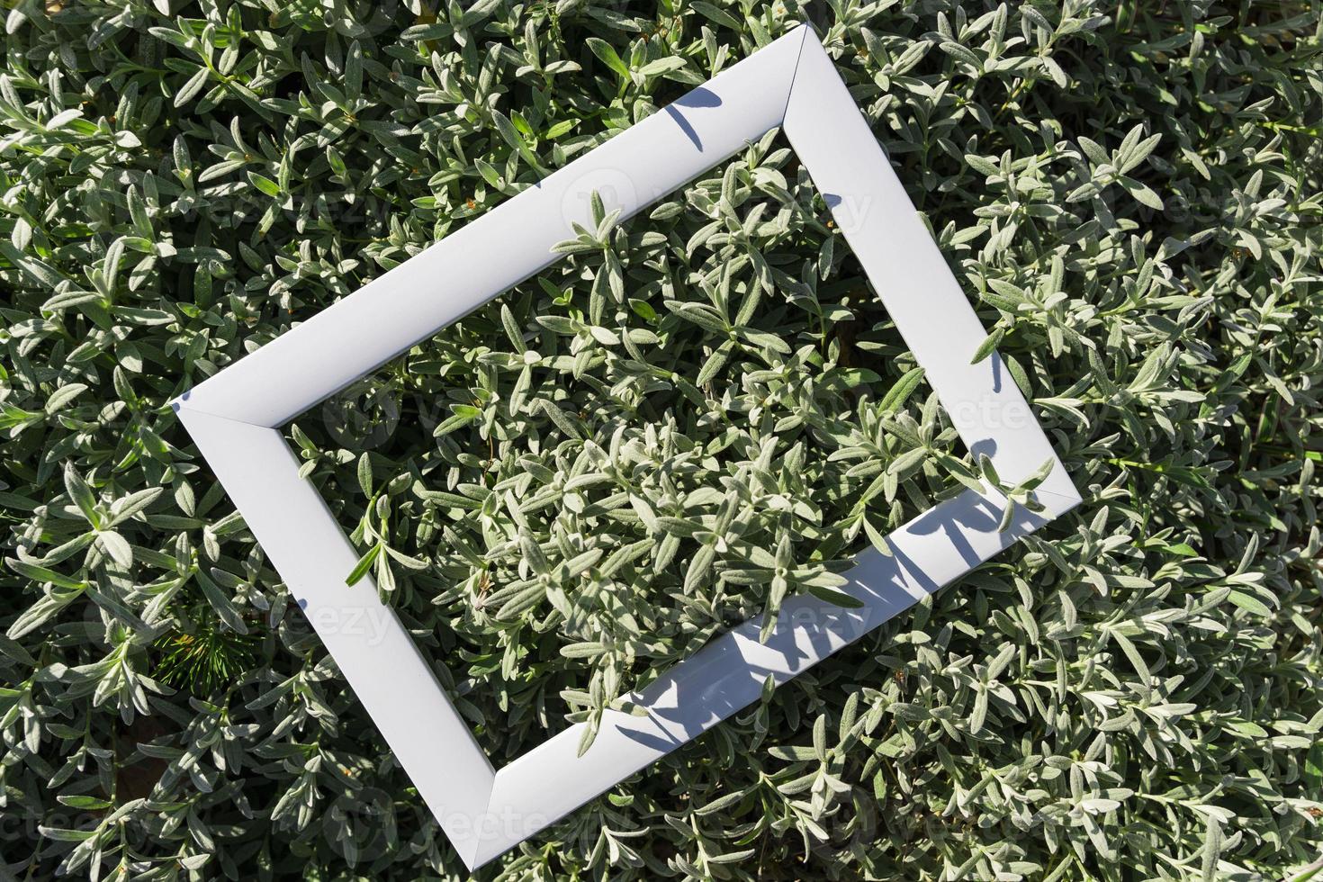 An empty white frame on a background of green leaves with a place to copy. Minimal concept photo