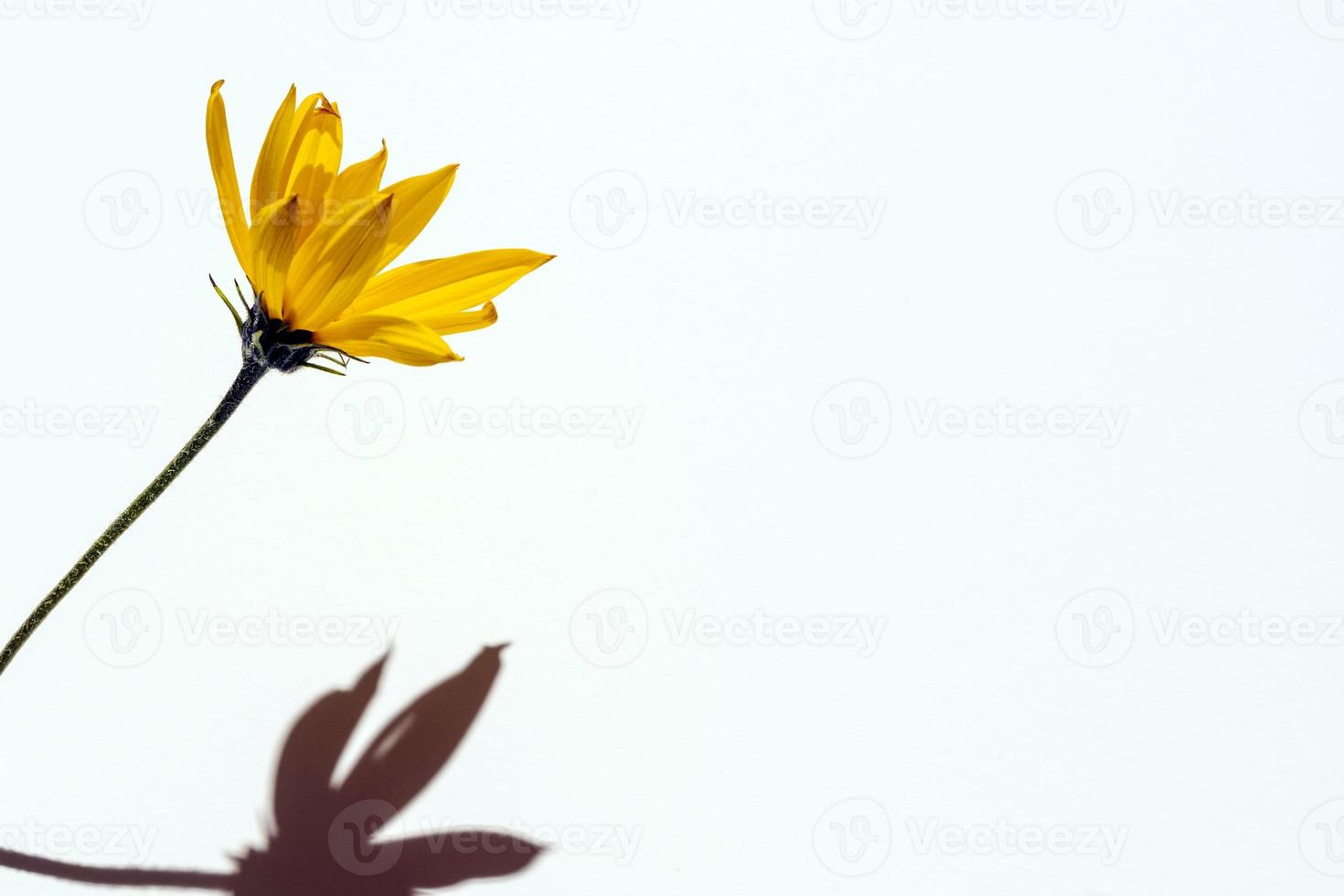 Yellow flower with a hard shadow on a white background, a place to copy, a place for text photo