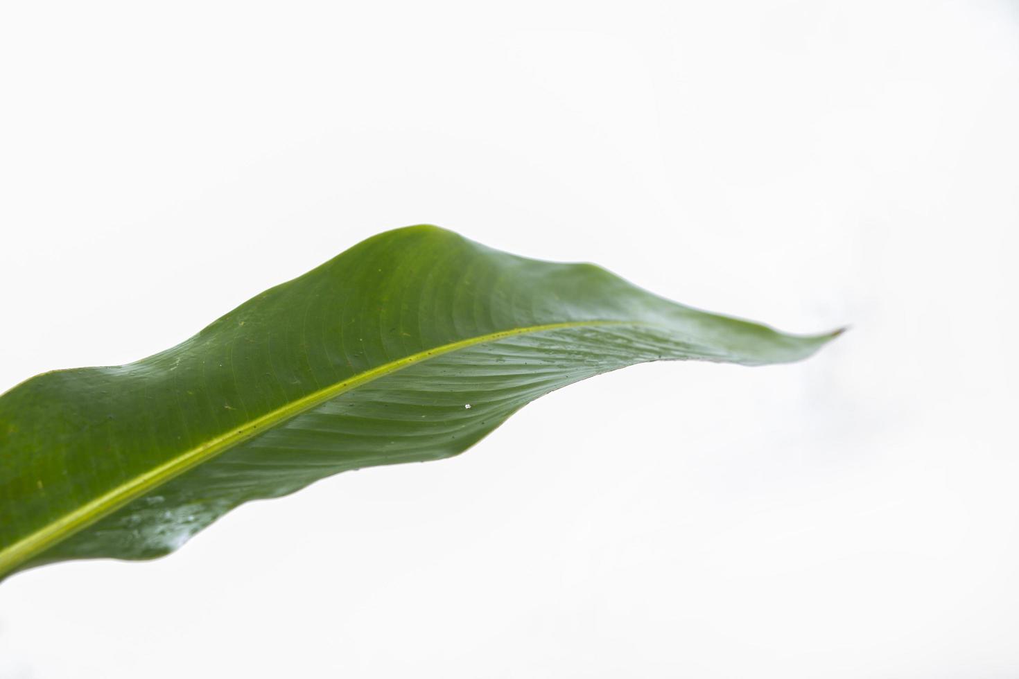 closeup, tropical leaf, palm leaf, banana leaf, isolated on white. suitable for use with product elements, flyers, mockups and social media frames photo