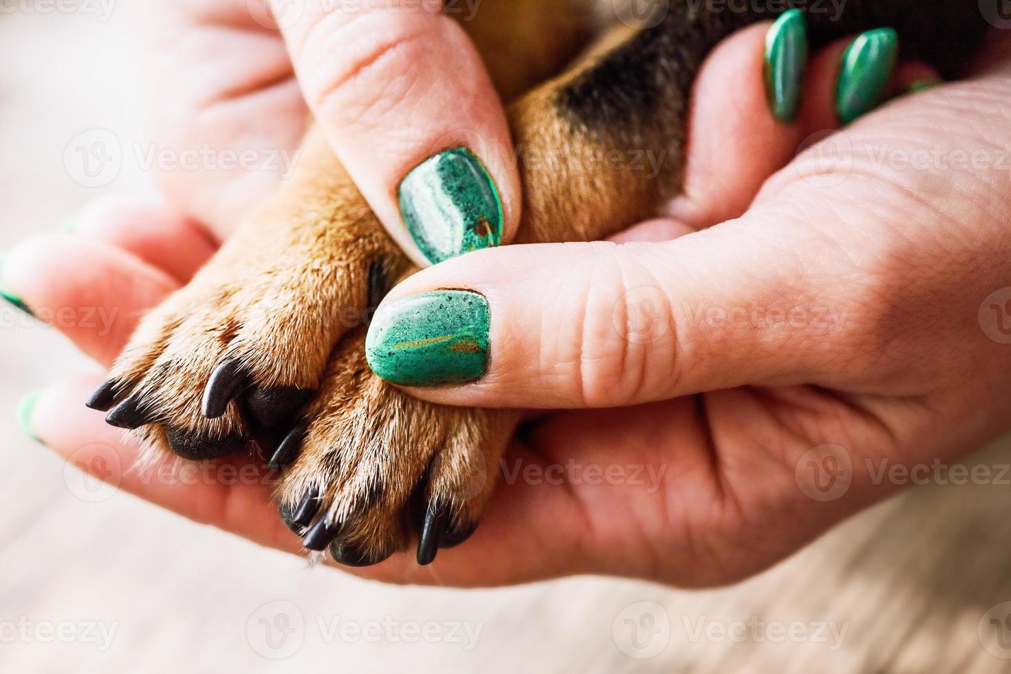 las manos sostienen las patas de un perro pequeño. las manos y las patas de una mujer son un chihuahua marrón. foto