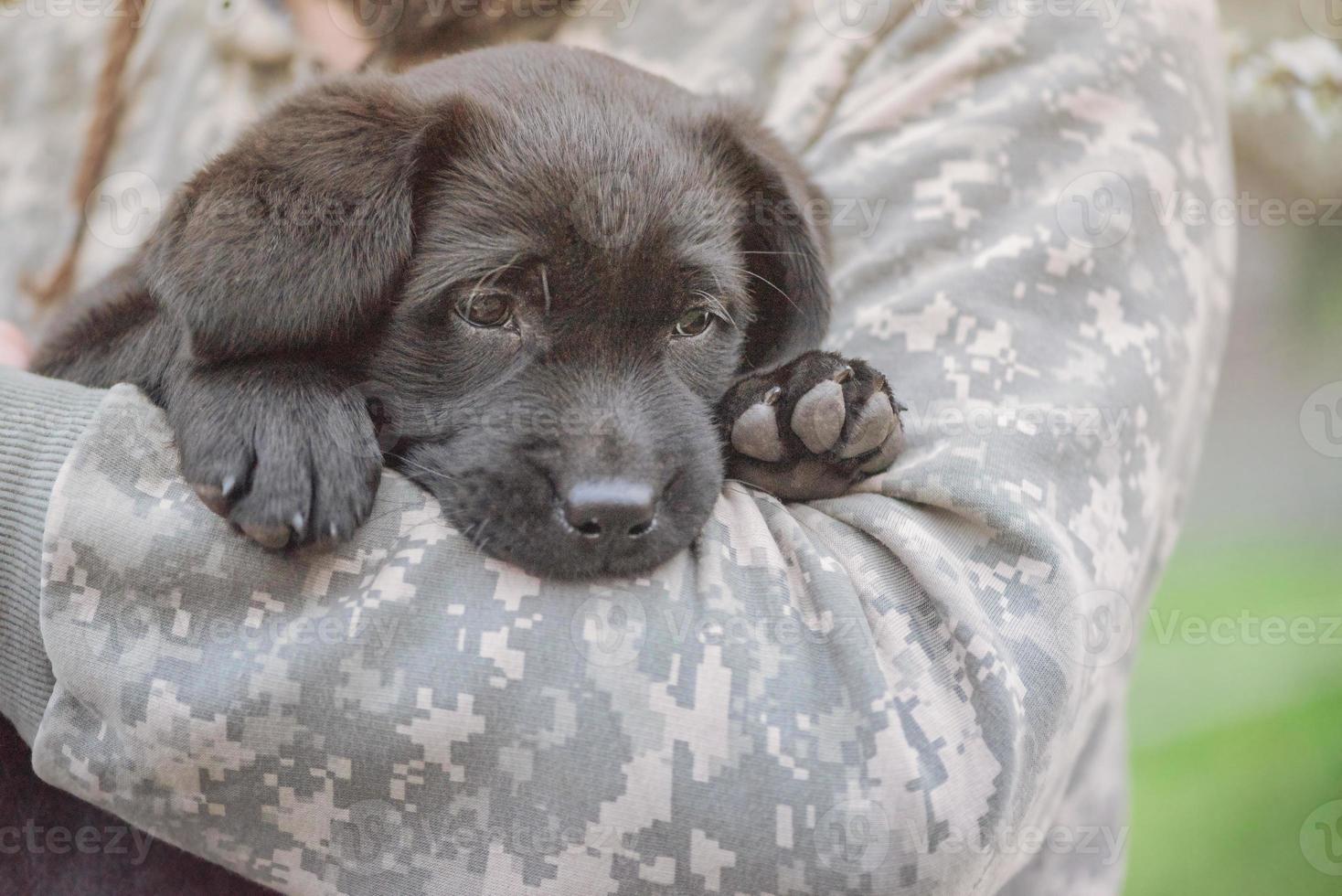 pequeño cachorro labrador negro. labrador en manos de un hombre con uniforme militar. foto