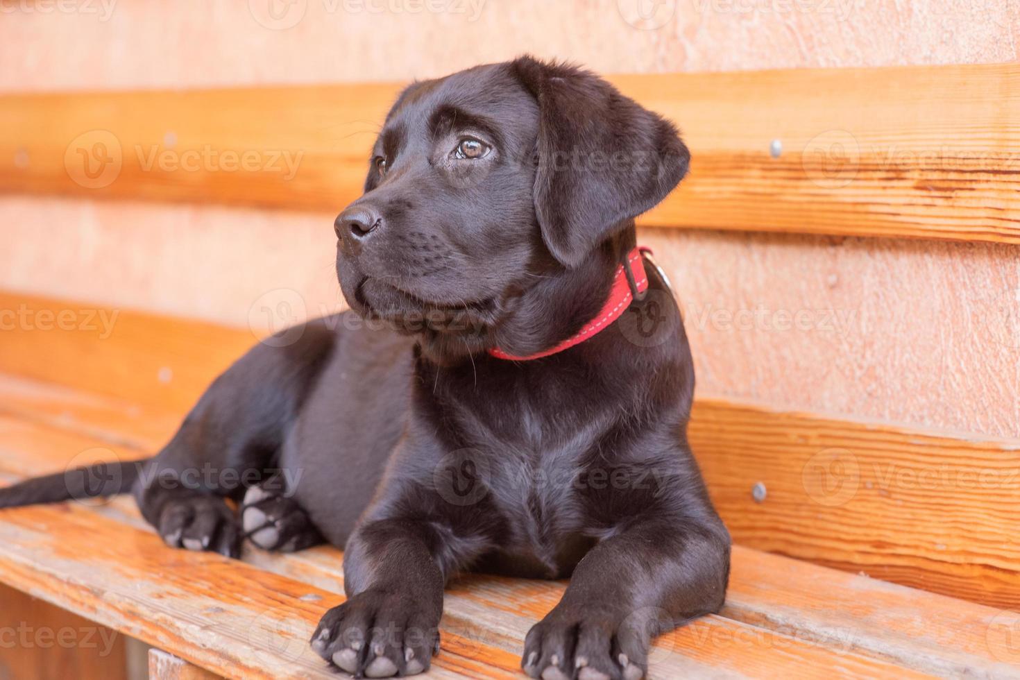 The puppy rests on the bench. Black labrador retriever dog in a red collar. photo